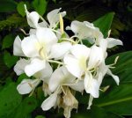 Hedychium coronarium I.jpg