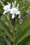 Hedychium coronarium II.jpg