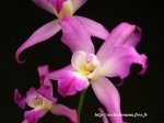 Laelia autumnalis.jpg