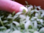 IMAG0092.jpg