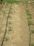 tomates.JPG