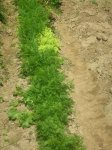 zahahorias.JPG