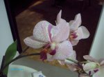 IMAG0020.jpg