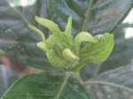 gardenia 001.jpg