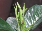gardenia 002.jpg