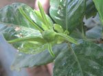 gardenia 004.jpg