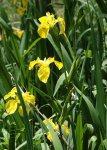I. pseudoacorus Amarillo.jpg