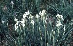 Iris missouriensis Blanco.jpg