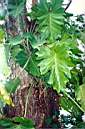 TN_ae-philodendron.jpg