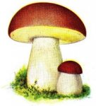 200px-Karl_Johanssvamp%2C_Iduns_kokbok.jpg