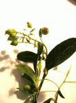 DSCN0027.gif
