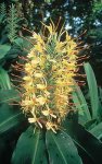 Hedichium gardnerianum.jpg