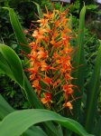 Hedichium coccineum.jpg