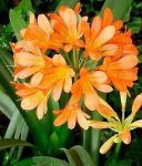 Clivia miniata.JPG