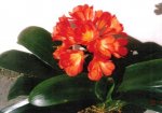 Clivia miniata grandiflora.jpg
