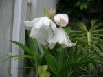 crinum mai07.JPG