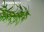 Flores 001.jpg