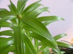 Flores 005.jpg