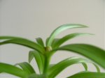 Flores 004.jpg