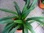 clivia 3jun07.JPG