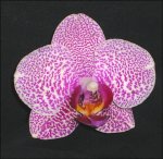 aPhal_CBL-BST_xx_Carmelas_Wild_Thing_flower.jpg