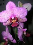 MI ORQUIDEA.jpg