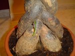 DSC01858.jpg