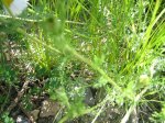 IMG_1064.JPG