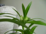 Flores 002.jpg