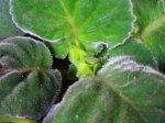 gloxinia 31mai07.JPG
