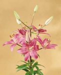 Lilium Asiático Còte d`Azur.jpg