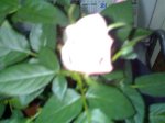 03062007169.jpg