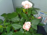 03062007170.jpg