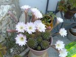cactus1.JPG