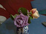 rosa morada.JPG