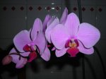 DSCN3230.JPG
