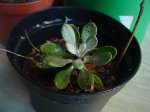 Dsc04595.jpg