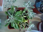Dsc04596.jpg