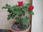 IMG_0298.jpg