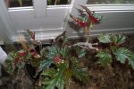 Begonia_Cane_2.jpg