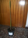 mercurino53cms.jpg