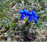 Gentianaceae.JPG