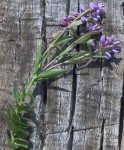 Polygala.JPG