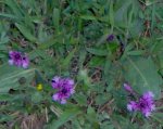 Polygala 1.JPG