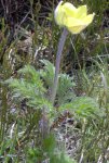 Pulsatilla.JPG