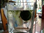 DSC00350.jpg