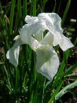 Iris germánica I.jpg