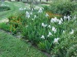 Iris germánica II.jpg