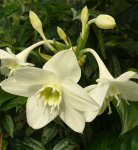 Eucharis amazonica.jpg