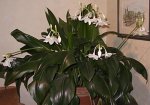 Eucharis amazonica II.jpg